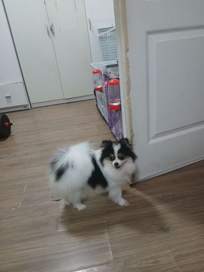ปอมเมอเรเนียน (Pomeranian) หาบ้านใหม่ให้สาวน้อยสีไตร อายุ7เดือน  