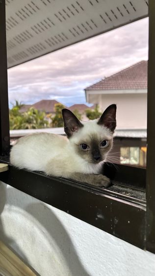 วิเชียรมาศ (Siamese Cat) วิเชียรมาศ
