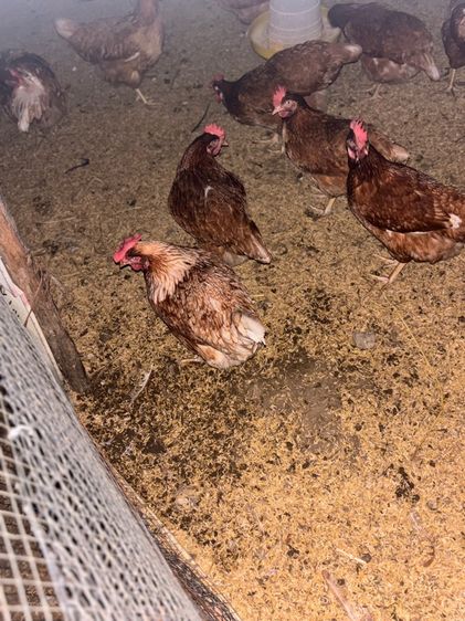 ไก่ไข่อารมณ์ดี
