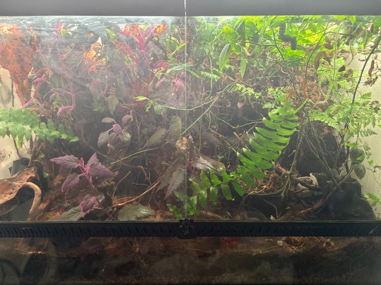 อื่นๆ terrarium มือสอง ครับ