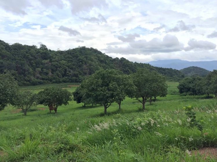 ด่วน ขายที่ดินเขาใหญ่ ปากช่อง 22ไร่ โฉนดครุฑแดง ที่ติดเขา ใจกลางขุนเขา วิวภูเขาล้อบรอบสวยมาก หน้ากว้างติดถนนสาธารณะ ที่สูงเทควิวเขาใหญ่ เหมา