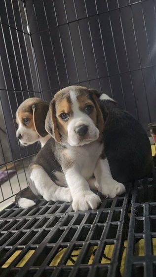 บีเกิล (Beagle) เล็ก ลูกสุนัขบีเกิ้ลผู้ มีใบเพ็ด