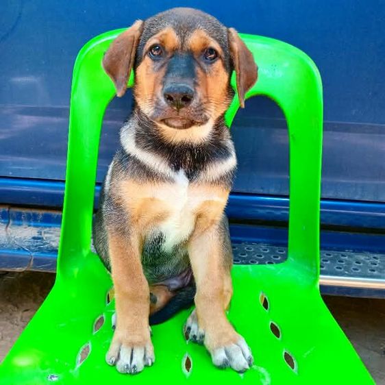 เยอรมันเชพเพิร์ด (German Shepherd) ใหญ่ เยอรมันเชฟเพิด