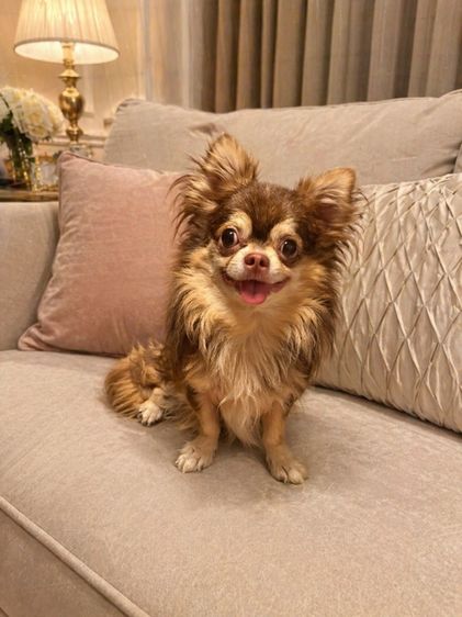 ชิวาวา (Chihuahua) เล็ก พ่อพันธุ์ ชิวาวาแท้ขนยาว รับผสม