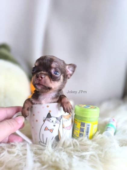 ชิวาวา (Chihuahua) เล็ก เปิดจอง ชิวาวา