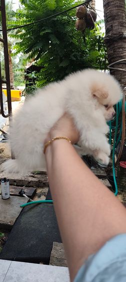 น้องหมาหาเจ้าของ รูปที่ 3