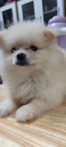 น้องหมาหาเจ้าของ รูปที่ 10