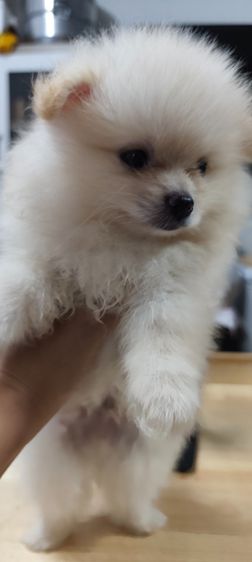 น้องหมาหาเจ้าของ รูปที่ 9