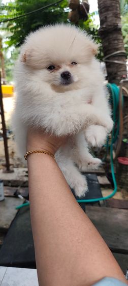 น้องหมาหาเจ้าของ รูปที่ 2