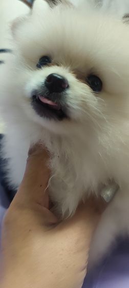 น้องหมาหาเจ้าของ รูปที่ 7
