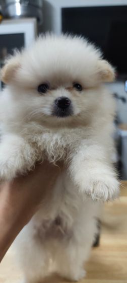 น้องหมาหาเจ้าของ รูปที่ 4