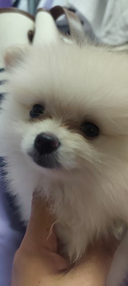 ปอมเมอเรเนียน (Pomeranian) เล็ก น้องหมาหาเจ้าของ