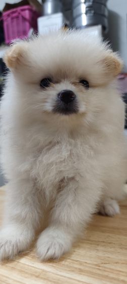 น้องหมาหาเจ้าของ รูปที่ 8