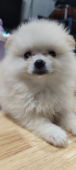 น้องหมาหาเจ้าของ รูปที่ 5
