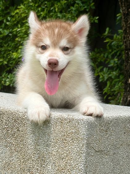 ไซบีเรียน ฮัสกี้ (Siberian Husky) กลาง ลูกสุนัขไซบีเรียนแท้