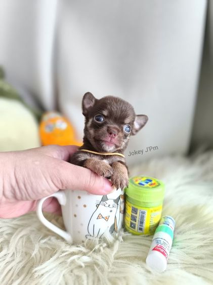 ชิวาวา (Chihuahua) เล็ก เปิดจอง ชิวาวาแท้ 