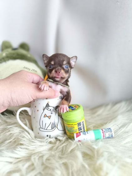 ชิวาวา (Chihuahua) เล็ก เปิดจอง น้องจิ๋ว 