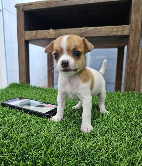 ชิวาวา (Chihuahua) เล็ก ชิวาว่าปอม