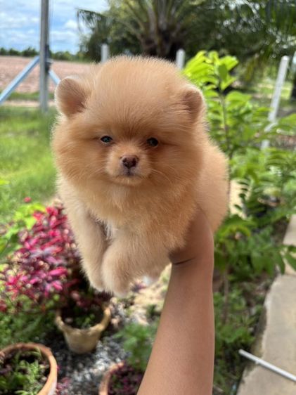 ปอมเมอเรเนียน (Pomeranian) ปอมแท้เพศเมีย ไซด์เล็ก