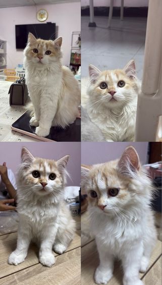 สก็อตติช โฟลด์ (Scottish Fold) แมวสก็อตติช(ผู้ชาย)