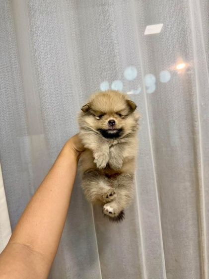 ปอมเมอเรเนียน (Pomeranian) ปอมแท้