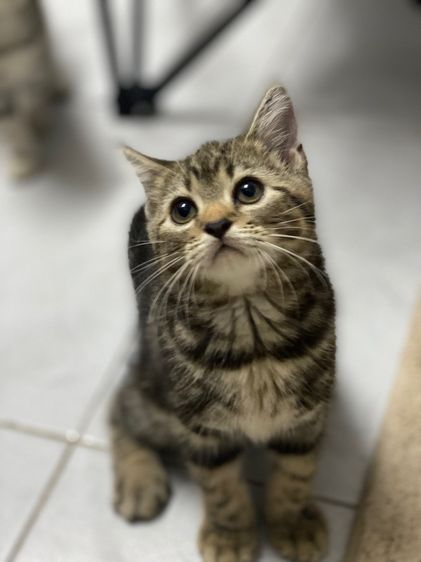 สก็อตติช โฟลด์ (Scottish Fold) Scottish 