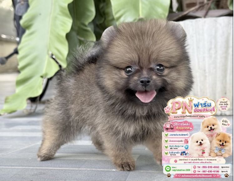 ปอมเมอเรเนียน (Pomeranian) เล็ก ปอมราคาถูก