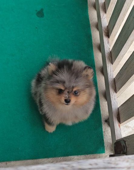 ปอมเมอเรเนียน (Pomeranian) ปอมแท้เพศผู้ ไซด์เล็ก