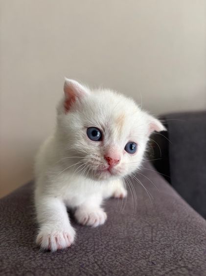 สก็อตติช โฟลด์ (Scottish Fold) สก็อตติช เพศผู้