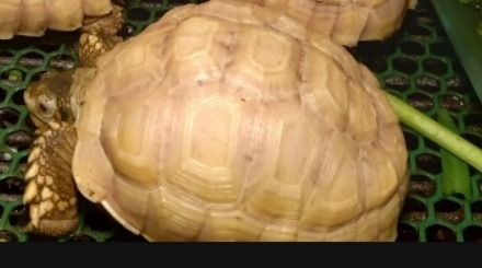 เต่าซูคาต้า  เผือกขาว ตาดำ
