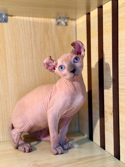 สฟิงซ์ (Sphynx) สฟิงซ์ เพศผู้