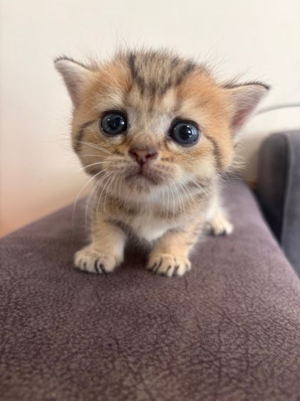 สก็อตติช โฟลด์ (Scottish Fold) ลูกแมวสก็อตติช เพศเมีย