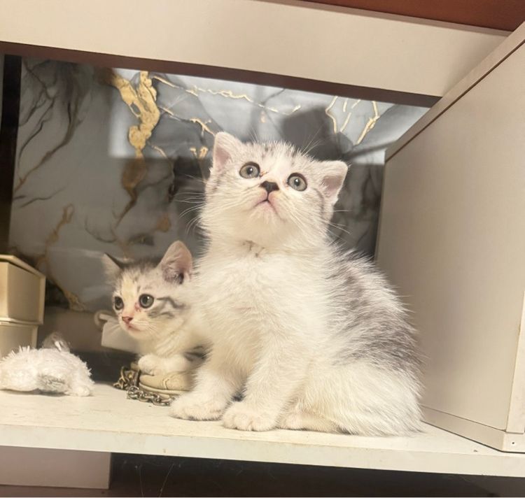 สก็อตติช โฟลด์ (Scottish Fold) ลูกแมวสก็อตติช