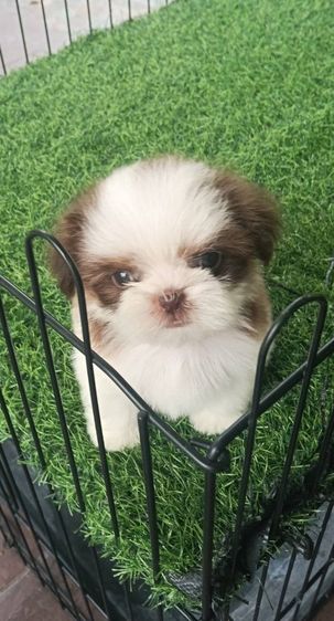 ชิสุ (Shih Tzu) เล็ก ชิสุแท้จมูกตับ