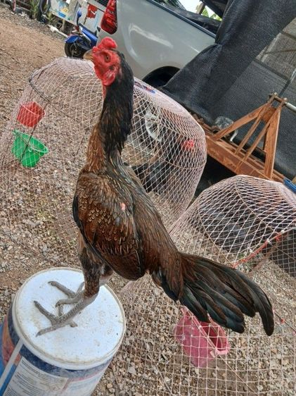 ไก่ รูปที่ 3