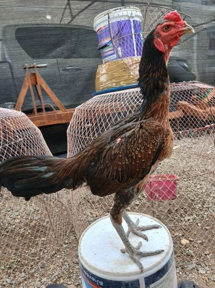 ไก่ รูปที่ 4