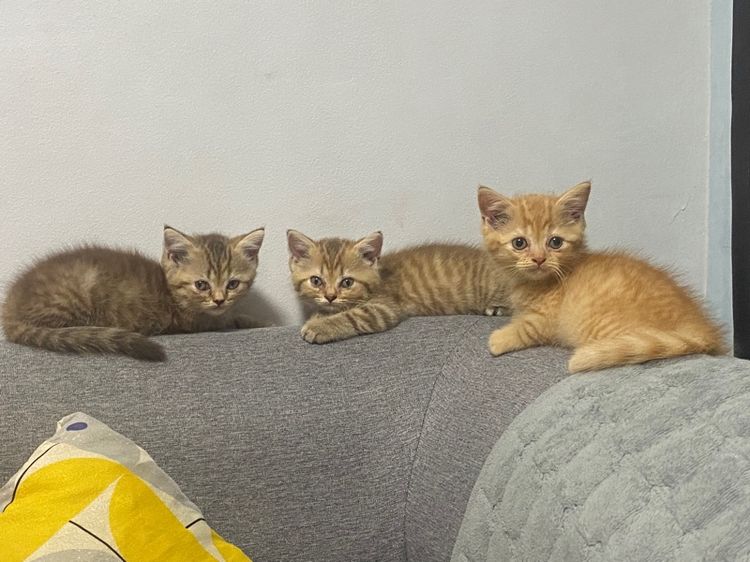 สก็อตติช โฟลด์ (Scottish Fold) สก้อตติชผสมเปร์เซีย