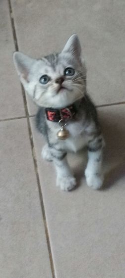 อเมริกัน เคิร์ล (American Curl) แมว
