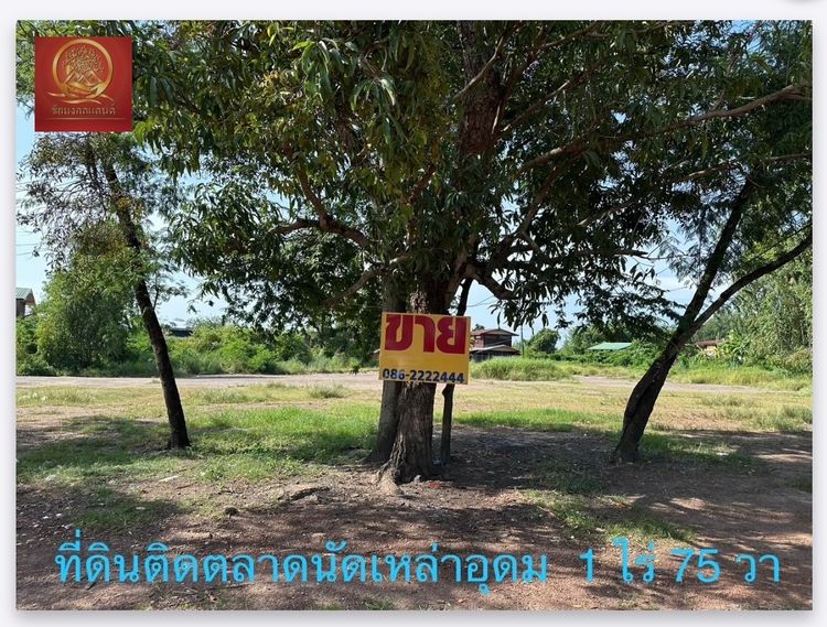 ที่ดิน 1 ไร่ 75 ตรว ติดตลาดนัดเหล่าอุดม ต.บ้านจันทน์  อ.บ้านดุง  จ.อุดรธานี