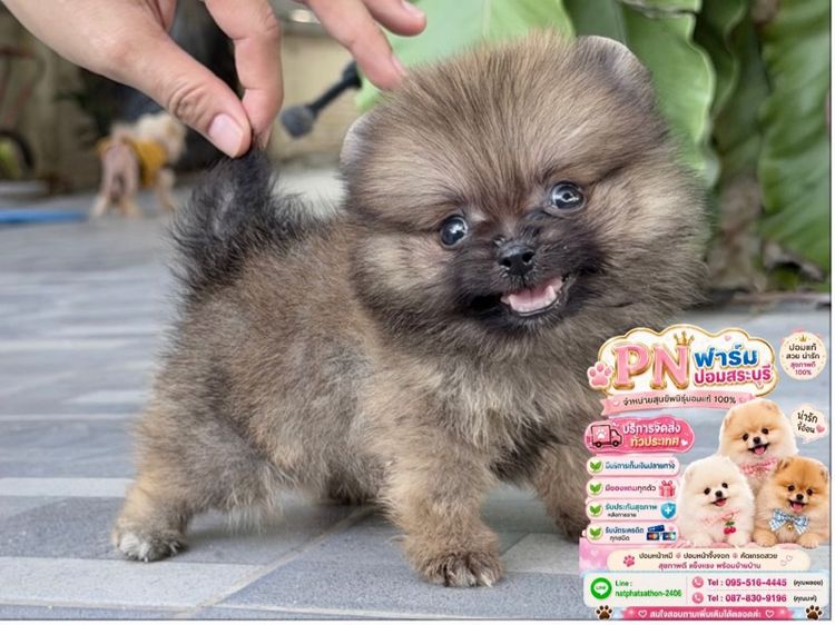 ปอมราคาถูก