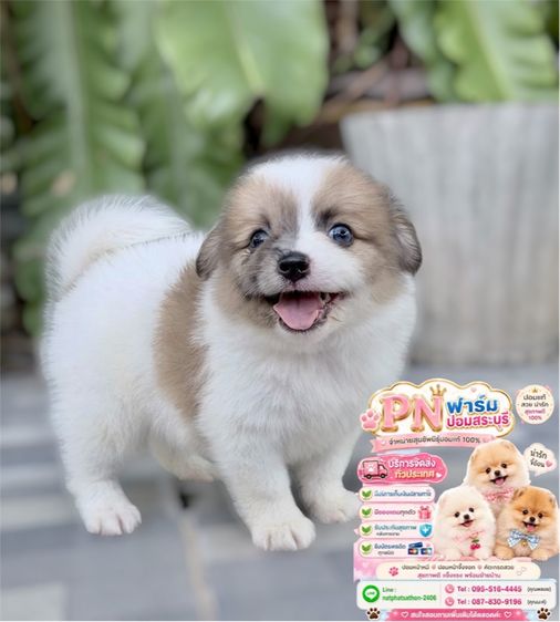 ปอมเมอเรเนียน (Pomeranian) เล็ก ปอมแท้ราคาถูก