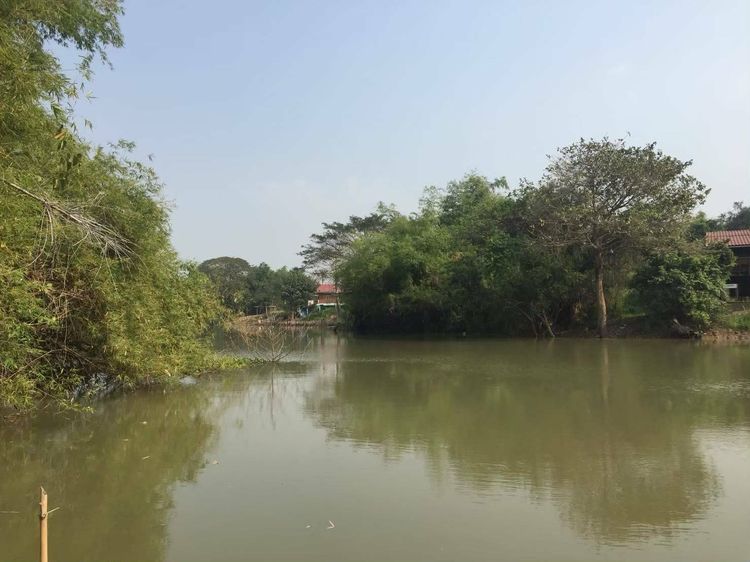 ด่วน ขายที่ดินติดน้ำ ที่ริมแม่น้ำน้อย เสนา บ้านโพธิ์ อยุธยา ที่ดินริมน้ำ 3 ไร่ หน้ากว้างติดน้ำสวย ใกล้ถนนเสนารุ่งเรือง ใกล้สี่แยกเสนาพระนครศ รูปที่ 4