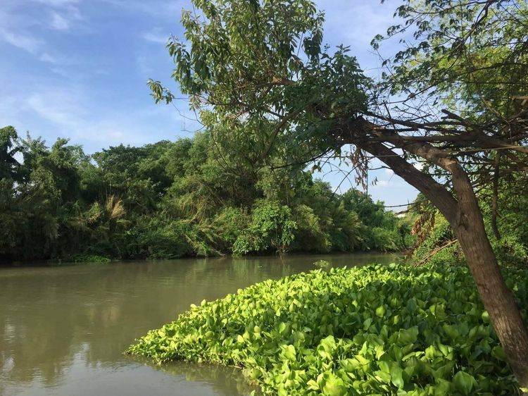 ด่วน ขายที่ดินติดน้ำ ที่ริมแม่น้ำน้อย เสนา บ้านโพธิ์ อยุธยา ที่ดินริมน้ำ 3 ไร่ หน้ากว้างติดน้ำสวย ใกล้ถนนเสนารุ่งเรือง ใกล้สี่แยกเสนาพระนครศ