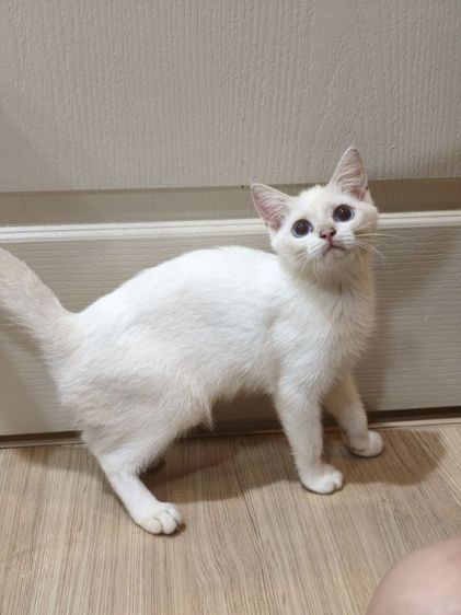 บริติช ชอร์ตแฮร์ (British Shorthair) บริติชช็อตแฮร์ เพศชาย โครงสร้างใหญ่ wcf 