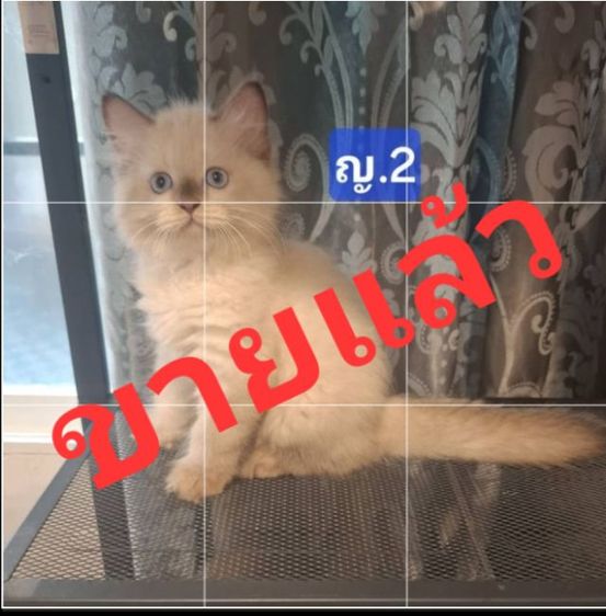 ลูกแมวเปอร์เซีย น้องเกิด 24 มีนาคม 2569