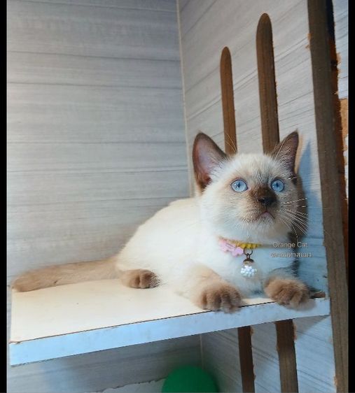 สก็อตติช โฟลด์ (Scottish Fold) แมวสก้อตติช แมวเห็ด แมวหน้าไหม้ เพศผู้ คะวัคซีนแล้ว1เข็มก่อนย้ายตรวจหัดแมวฟรีรับประกันเอดส์แมวกับรูคีเมียคะ