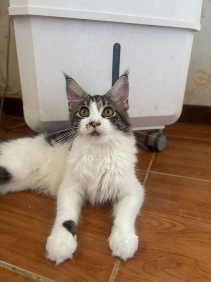 เมนคูน (Maine Coon) เมนคูนแท้