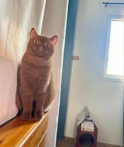 แมว scottish fold รูปที่ 6