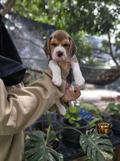 บีเกิล (Beagle) เล็ก ลูกสุนัขบีเกิ้ลผู้  ใบเพ็ด