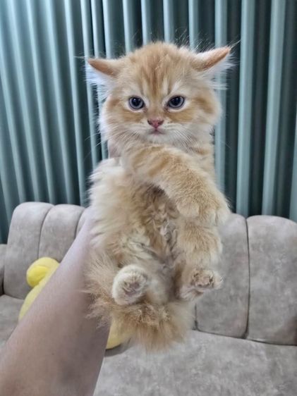 น้องส้มแมวเปอร์เซีย ราชบุรี นครปฐม รูปที่ 3